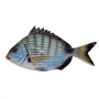 Pesce Ceramica Sarago cm 15