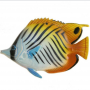 Pesce in ceramica siciliana Auriga cm 20