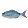 Pesce occhiata in ceramica