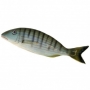 Caltagirone Sicilian Ceramic Murmus Fish cm 20